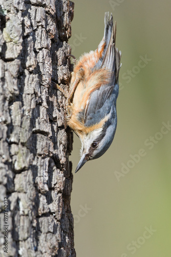 Eurasian Nuthatch (Sitta europaea) – Bird Climbing Headfirst Down Tree Trunk in Natural Habitat – common in the wild in the Czech Republic