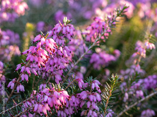Cuadro en lienzo Pink winter heath flowers close up, Erica carnea in early spring