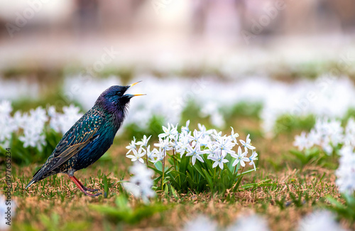 A starling bird stands on a flowerbed with white primrose crocus flowers in a...
