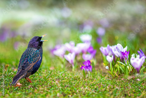 A starling bird stands on a flowerbed with lilac crocus flowers in a spring s...
