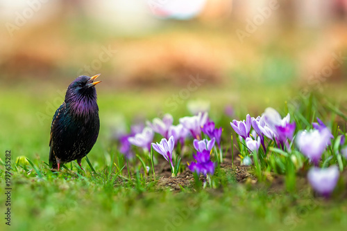 A starling bird stands on a flowerbed with lilac crocus flowers in a spring s...