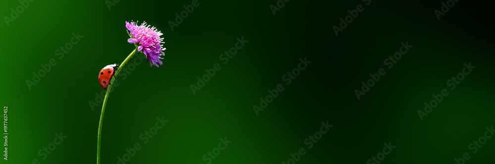 Fototapeta premium Banner of Ladybug climbing on a thin stem with a pink flower on a green background