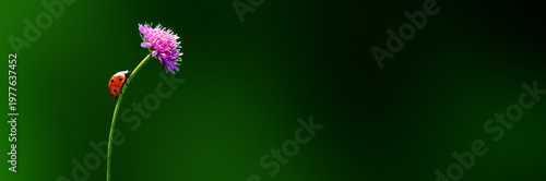 Banner of Ladybug climbing on a thin stem with a pink flower on a green background