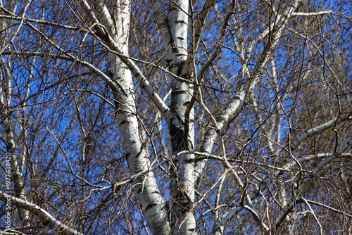 Canvastavla Detail of Betula pendula tree, silver birch.