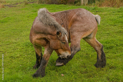 Φωτογραφία rown belgian draft horse scratching it's legs with it's nose in a meadow