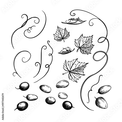 Black and white outline illustration of grapes, leaves, tendrils, and berries. Hand-drawn sketch converted to vector format. Vintage engraving style on the theme of wine, harvest, and plants.