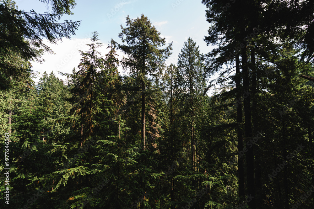 Fototapeta premium Dense evergreen coniferous forest with tall pine and fir trees