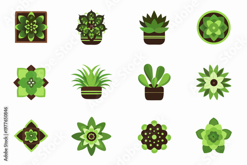 Collection of various potted succulent plants in a flat design style