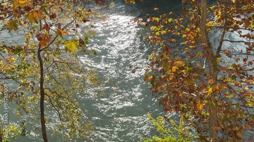 Tiber River with autumn sycamore trees on the banks.