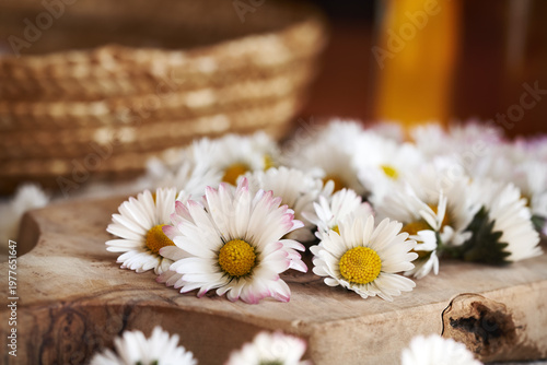 Common daisy flowers on a table - wild edible plant