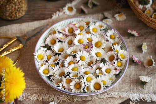 Common daisy flowers in a bowl - wild edible plant collected in early spring