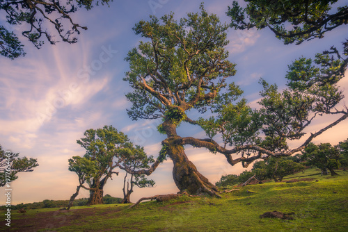 Twisted laurel trees in Fanal Forest, Madeira, Portugal under a soft purple sky. Unique shapes of trees resembling human figures create an imaginative and mystical atmosphere.