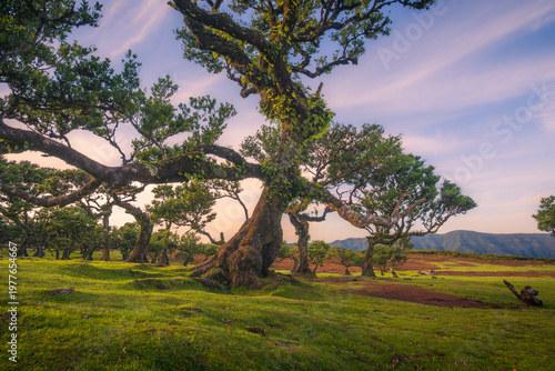Twisted laurel trees in Fanal Forest, Madeira, Portugal under a soft purple sky. Unique shapes of trees resembling human figures create an imaginative and mystical atmosphere.