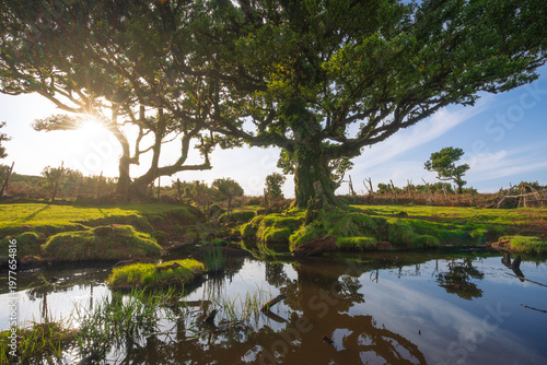 Calm water reflecting trees and sky in laurisilva forest in Madeira, Portugal with dreamy evening light.