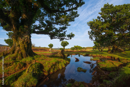 Calm water reflecting trees and sky in laurisilva forest in Madeira, Portugal with dreamy evening light.