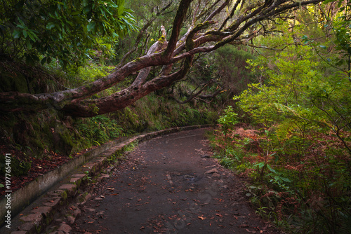 Peaceful forest trail in Madeira, Portugal surrounded by dense greenery and natural lightleading through dark woodland.