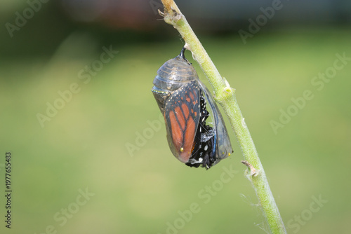 Photos closeup of a monarch butterfly emerging from it’s chrysalis