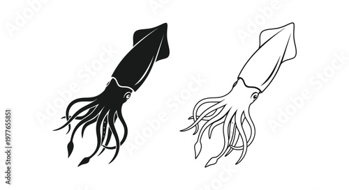 Squid Anatomy Comparison: Tentacles & Body Structure Vector