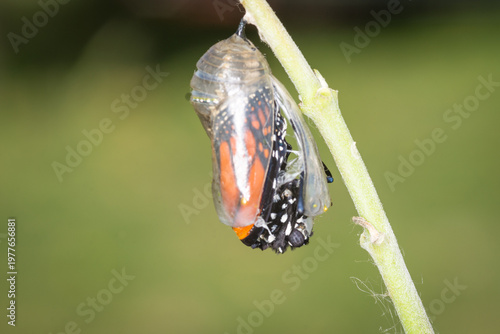 Canvas Print closeup of a monarch butterfly emerging from it’s chrysalis