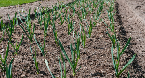 Young green garlic rows in dark soil, spring garden scene of organic vegetable cultivation, early growth and sustainable farming