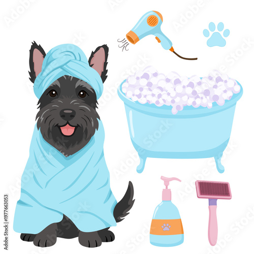 Fotografie Cairn Terrier dog after bath in towel turban set with bathtub, hair dryer, soap pump and brush, cute grooming vector illustration on a transparent background
