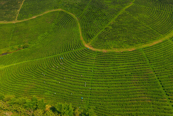 Fotobehang Groen Aerial view Tea plantation displaying curving crop rows on hillside landscape  © Parilov