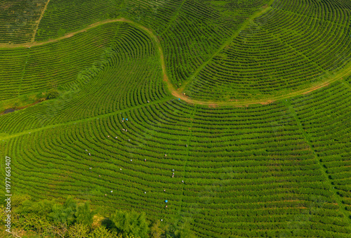 Φωτογραφία Aerial view Tea plantation displaying curving crop rows on hillside landscape
