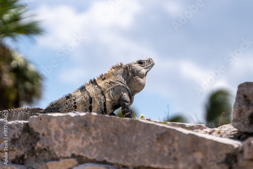 Iguana basking on a rock under a clear sky in Playa del Carmen Mexico. Daytime scene with natural surroundings.