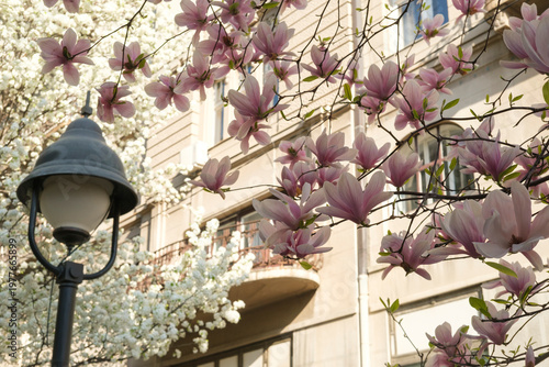 Magnolia flowers in bloom, soft pink petals against a backdrop of buildings and street lamp, springtime beauty and urban nature combined in a vibrant scene.