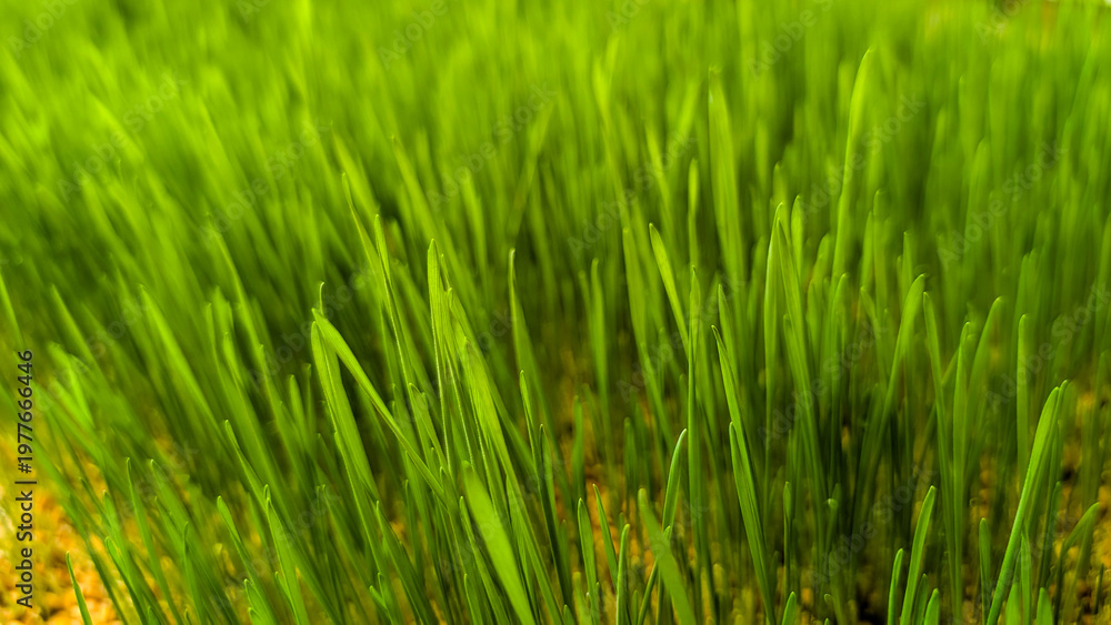 Obraz premium Vibrant green grass growing in an outdoor meadow, representing nature, freshness, spring, growth, and sustainable organic ecology, with lush blades creating a natural background