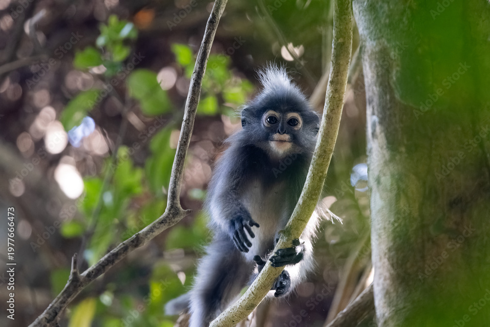 Naklejka premium Young monkey climbing in a tree