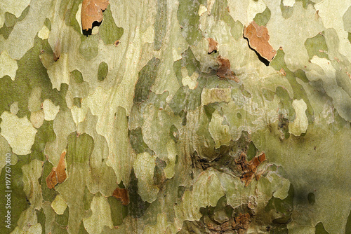 Natural camouflage pattern of plane tree bark with green and beige peeling layers