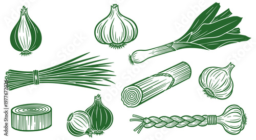 Alliums Collection Illustration