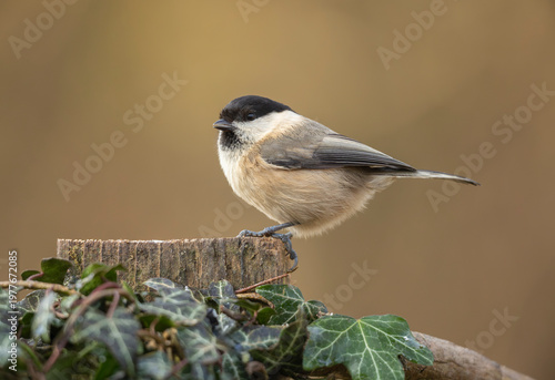 Marsh Tit Poecile palustris Perched on a Weathered Wooden Post Among Ivy With Soft Neutral Background