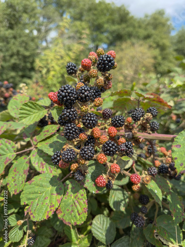 Ripe and Unripe Blackberries on Wild Bramble Bush in Lush Summer Garden Close-Up