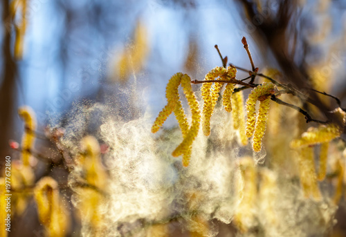 Birch tree buds spray a cloud of fine golden allergic pollen against a sunny ...