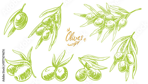Group of green olives isolated on white background for oil or mediterranean food. Hand drawn illustration in sketch style.