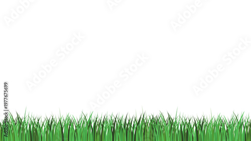 Vibrant green spring grass border with layered blades on transparent background