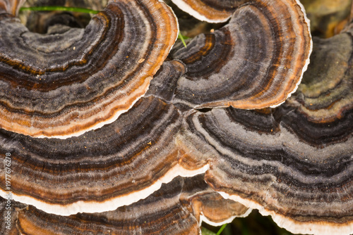 Close up of Turkey tail mushrooms on a rotting log