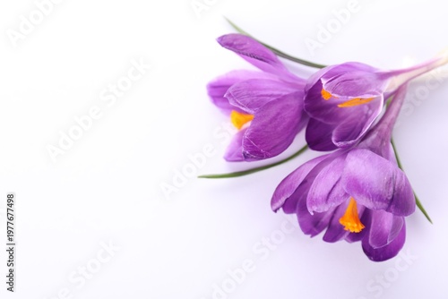 Beautiful purple crocus flowers on white background, above view. Space for text