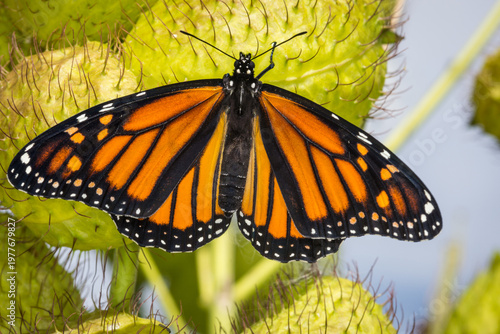 Foto closeup of a monarch butterfly clinging to swan plant seed pod, letting its wing