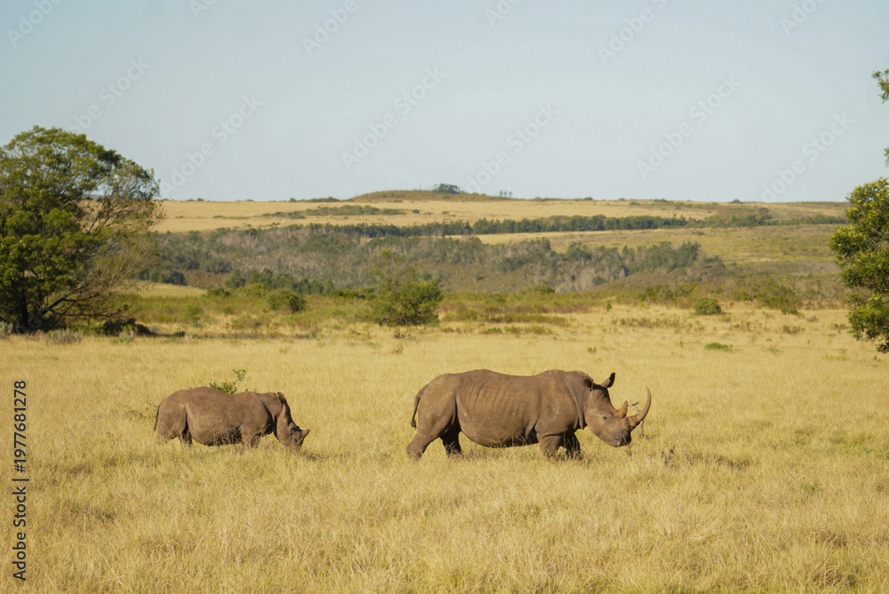 Fototapeta premium Southern white rhinoceros with calf walking in open grassland, Gondwana Game Reserve