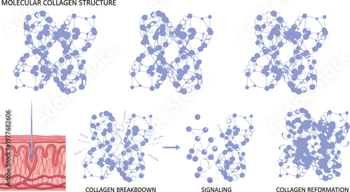 Colorful vector illustration of collagen molecular process symbolizing biology, repair, and skin health