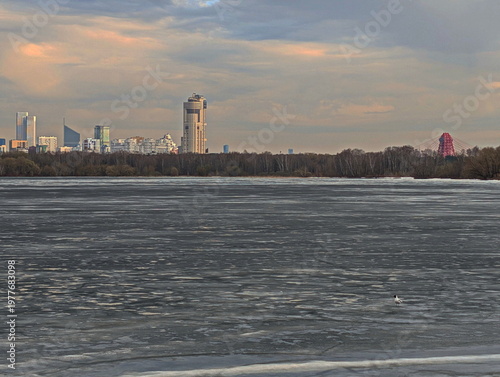 Urban seagull on the spring river