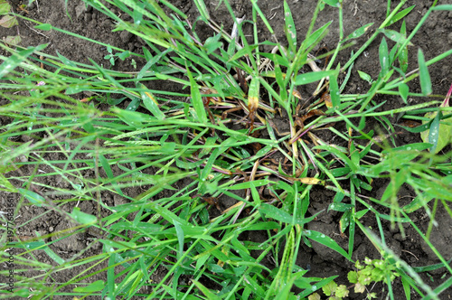 In the field, like a weed, grows Digitaria sanguinalis