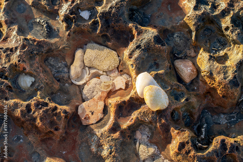 The Atlantic Ocean coastline in Varadero is dotted with recesses containing a variety of natural finds.
Coral fragments, shells, and various whole and broken mollusc shells. Small, smooth stones of va