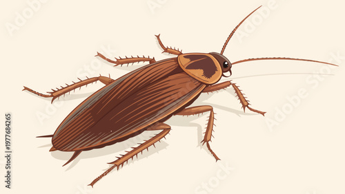 A detailed illustration of a brown cockroach on a plain background