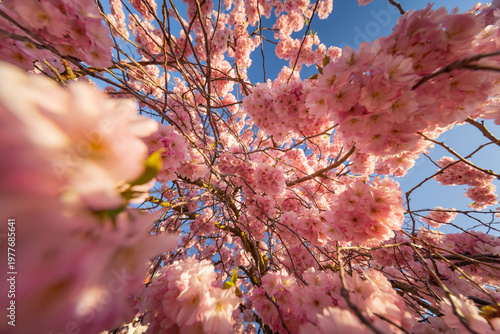 Full bloom pink color cherr...