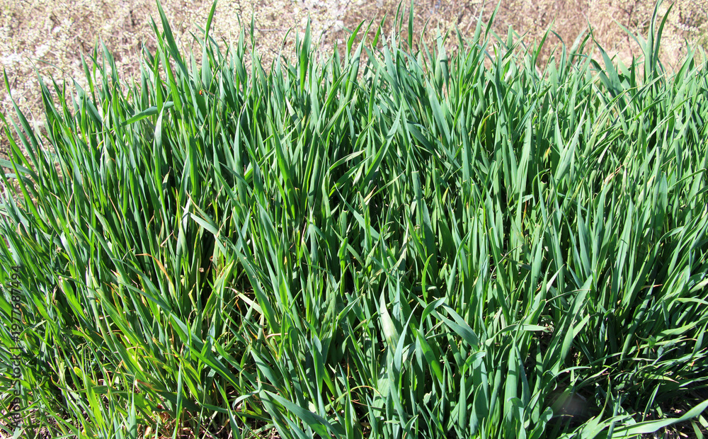 Obraz premium Couch grass creeping (Elymus repens) wheat grows in the field
