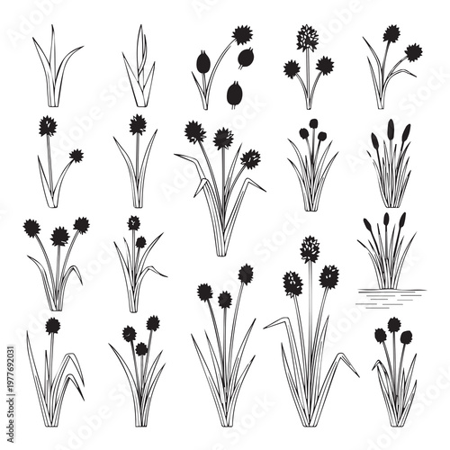 Botanical Illustrations of Grasses and Reeds in Simple Line Art Style for Design